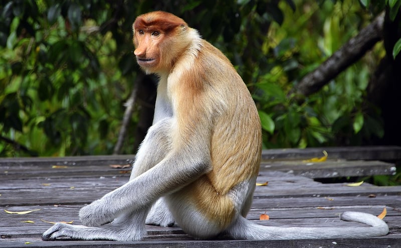 Borneo Rainforest
